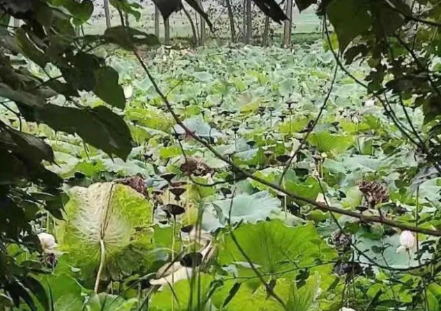 1631670204122188.jpg 1.jpg